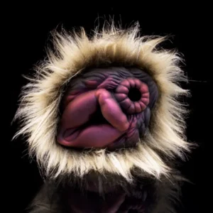 dog pussy toy