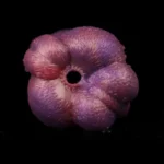 🐶 Dog Vagina Masturbator Toy - FurryDildo's Canine Sex Toy für Gay Male Fantasy
