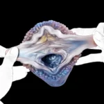 Ocean's Secret - Ultra-Realistic Abalone Pocket Pussy for Deep Sea Fantasy