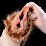 🦌 Coupe de masturbation masculine Elk Pussy - Explorer les profondeurs de la fourrure de la reine de la forêt