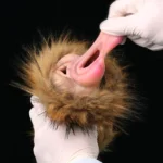 🐯 Furry Tiger Pocket Pussy: Unleash Your Wildest Animalistic Fantasies with This Realistic Tiger Vagina Masturbator