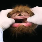 🐯 Furry Tiger Pocket Pussy: Unleash Your Wildest Animalistic Fantasies with This Realistic Tiger Vagina Masturbator