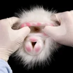 🐹 Guinea Pig Pussy Pocket – Fantasy Animal Masturbator with Fur and Dual Holes
