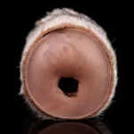 🦁 Lion Fleshlight : Découvrez la majesté brute de la nature avec notre masturbateur vagin de lion à fourrure ultra-réaliste.