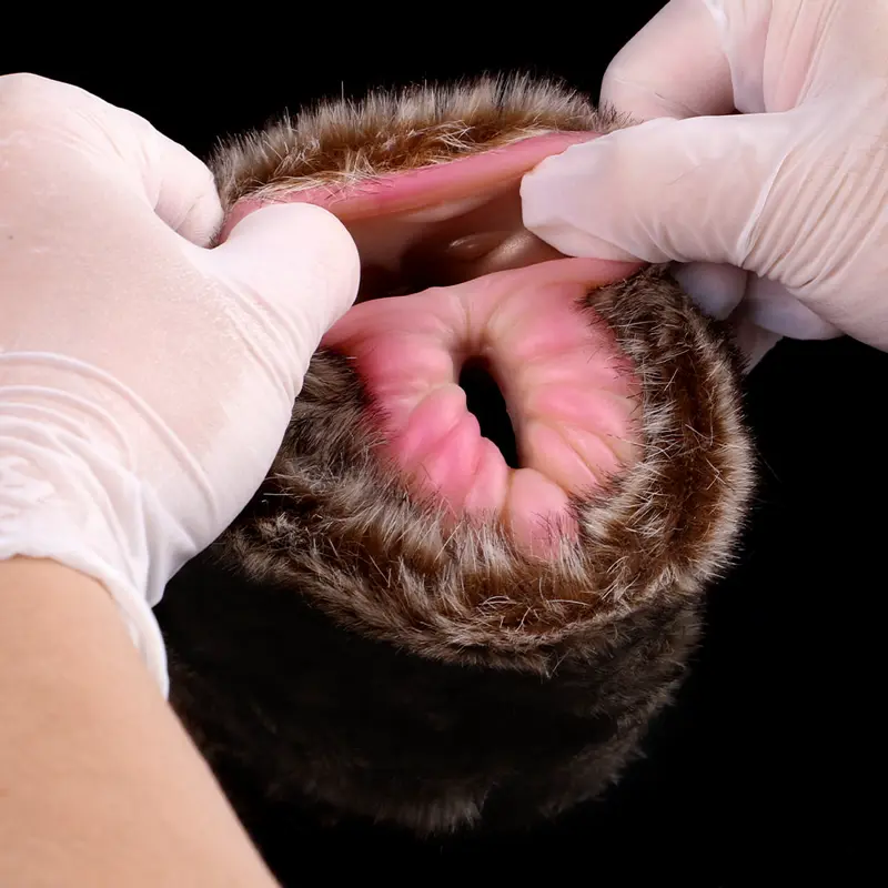 🦁 Lion Fleshlight : Découvrez la majesté brute de la nature avec notre masturbateur vagin de lion à fourrure ultra-réaliste.