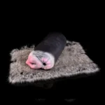 🐂 Realistic Bull Fleshlight with Fur: Experience Raw Bovine Power with Our Ultra-Lifelike Bull Vagina Masturbator