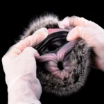 🐂 Realistic Bull Fleshlight with Fur: Experience Raw Bovine Power with Our Ultra-Lifelike Bull Vagina Masturbator