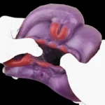 🐉  Bad Dragon Fleshlight | Dragon Sex Fantasy Male Masturbator