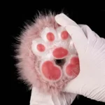 😻 Cat Fleshlight - Pink Furry Animal Paw Silicone Masturbator