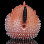 🐠 Fish Fleshlight Double-Channel Fleshlight – 4.92in & 4.33in Silicone Fish Masturbator with Textured Spikes