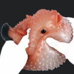 🐠 Fish Fleshlight Double-Channel Fleshlight – 4.92in & 4.33in Silicone Fish Masturbator with Textured Spikes