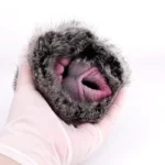 🐶 Furry Canine Shape Pussy Pocket: The Ultimate Male Masturbator for Dog-Styled Sexual Fantasies