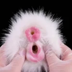 🐎 Horse Pussy Fleshlight - Galopez dans la fantaisie sauvage avec le plaisir de la fourrure à deux trous