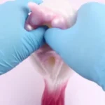 🐴 Female Horse Pussy Toy Sex - Rainbow Pocket Pussy Dual-Hole Masturbation Cup