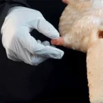 Flying Squirrel Cartoon Fleshlight – Fantasy Creature Pocket Stroker for Furry Fandom Male Toys