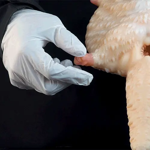 Flying Squirrel Cartoon Fleshlight – Fantasy Creature Pocket Stroker for Furry Fandom Male Toys