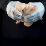 Flying Squirrel Cartoon Fleshlight – Fantasy Creature Pocket Stroker for Furry Fandom Male Toys