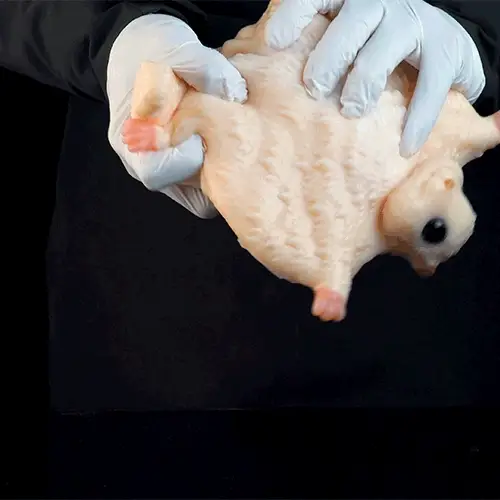 Flying Squirrel Cartoon Fleshlight – Fantasy Creature Pocket Stroker for Furry Fandom Male Toys